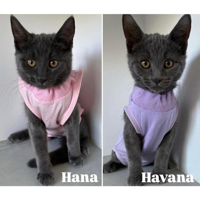 Photo of 11303/4   Havana & Hana