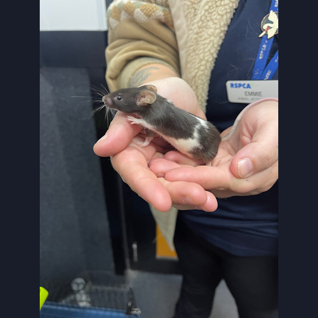 Photo of Angelina Mousling
