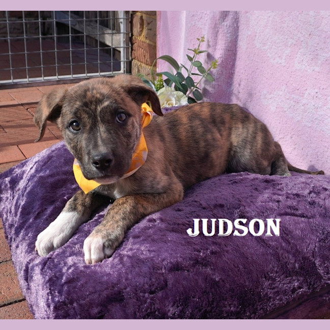 Photo of Judson