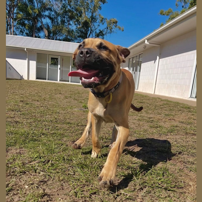 Photo of Aussie 