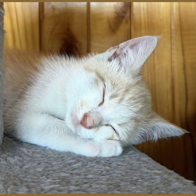 Photo of Otis 