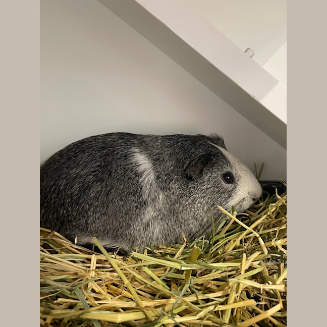 Photo of Artemis(bonded To Babylon)