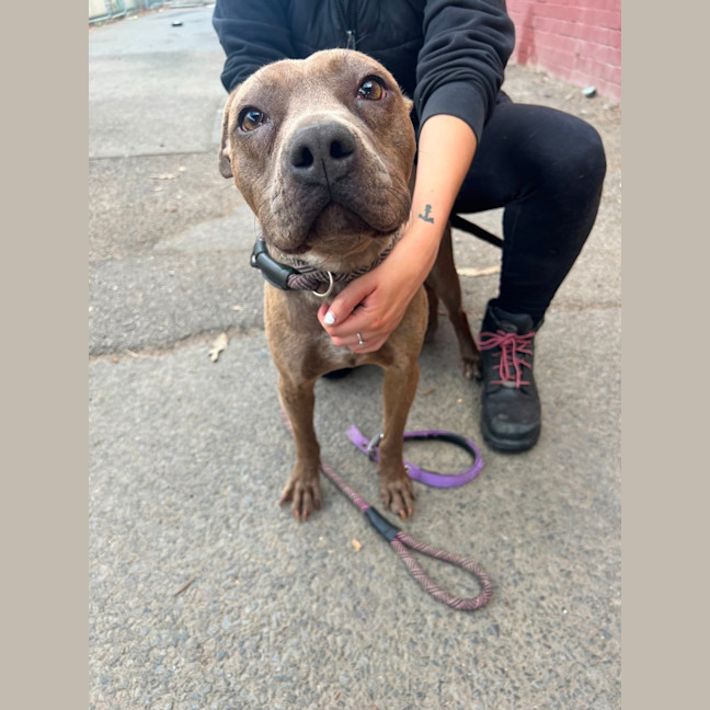 Photo of Stella
