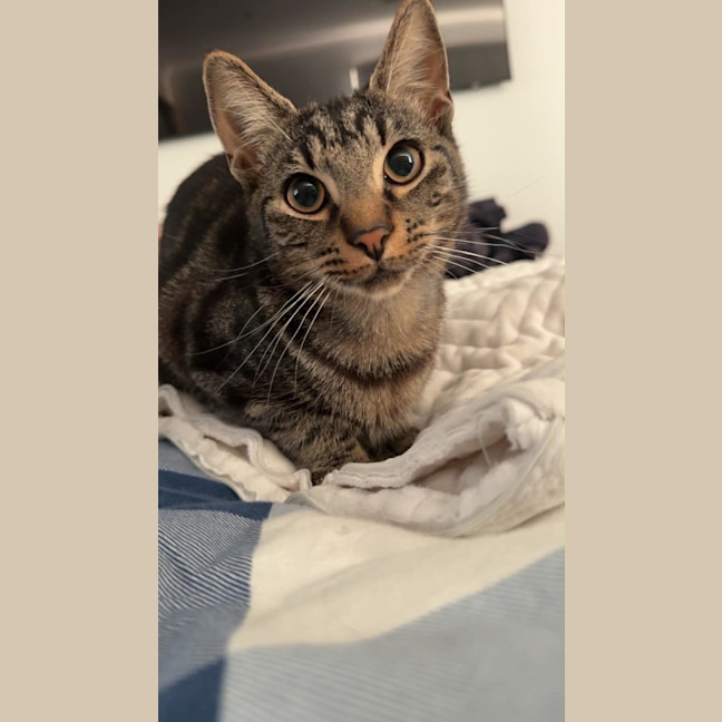 Photo of Pebbles *9 Lives Project Rescue*
