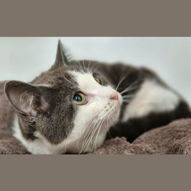 Photo of Clover