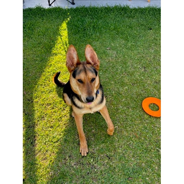 Photo of Turbo *$350 Adoption Fee*