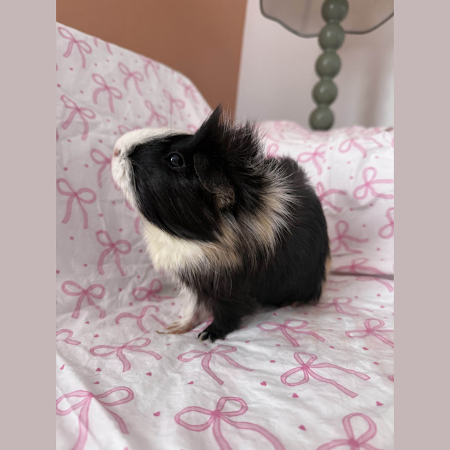 Photo of Brookie