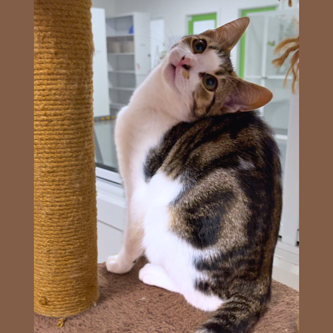 Photo of Tater Mczoomies