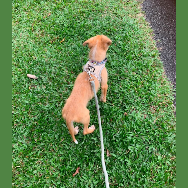 Photo of Scamp
