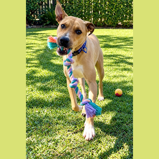 Photo of Timmy   1 Year Old Mastiff X