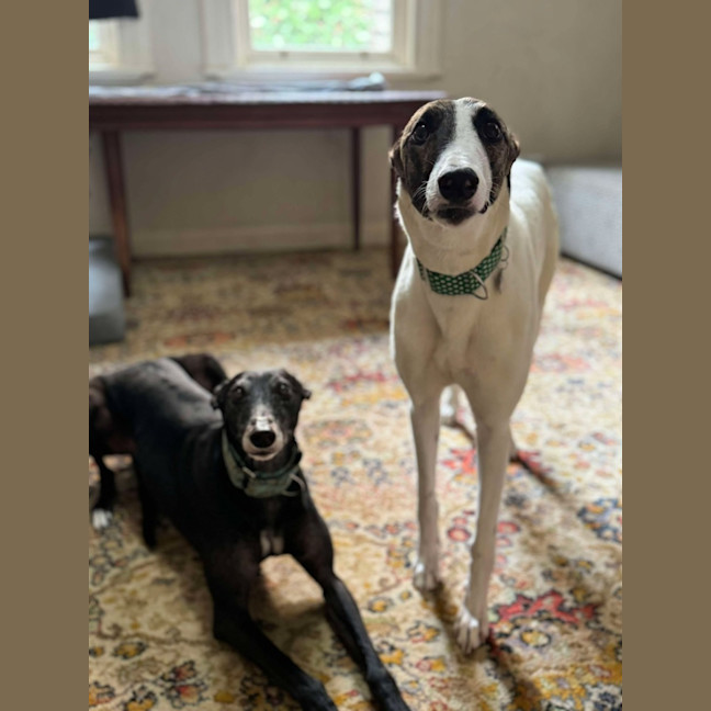 Photo of Lelani, The Greyhound