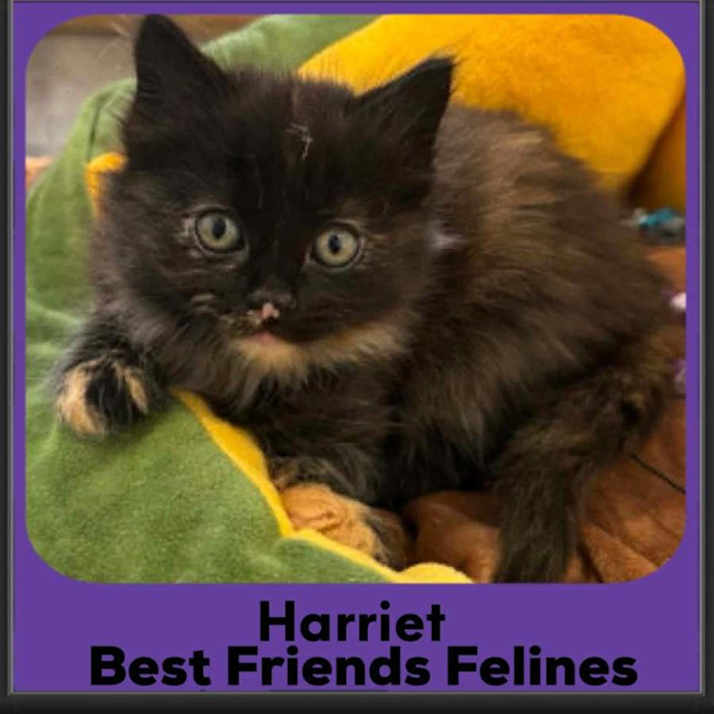 Photo of Harriet 