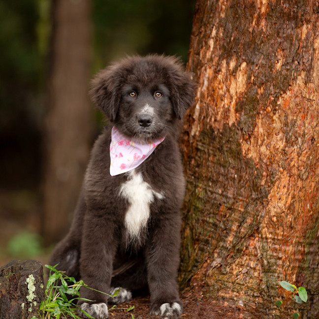 Photo of Daisy (Dipsy)