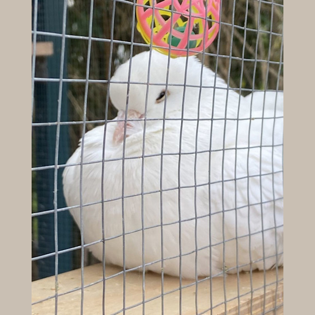 Photo of Tofu