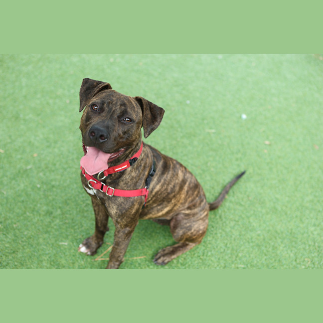 Photo of Roxy