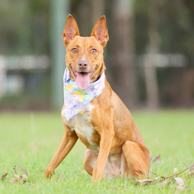 Photo of Nova