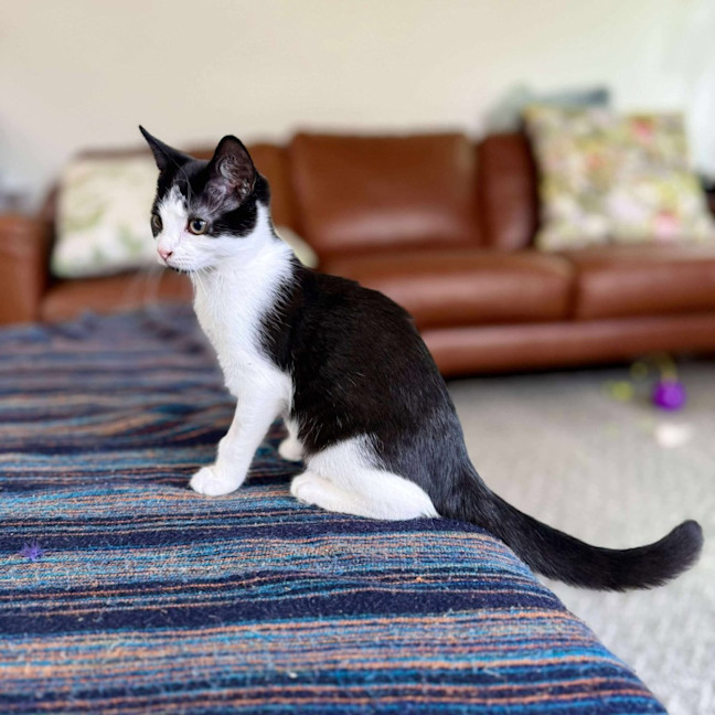 Photo of Aj   Located In Eltham