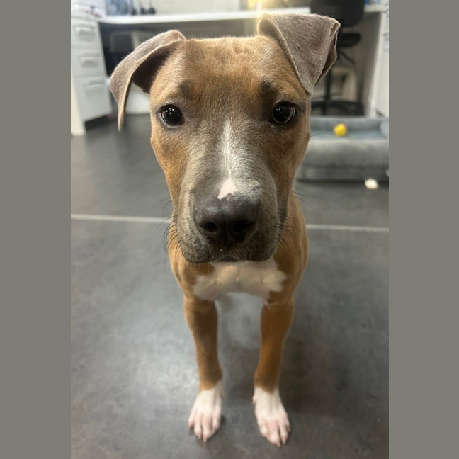 Photo of Hank