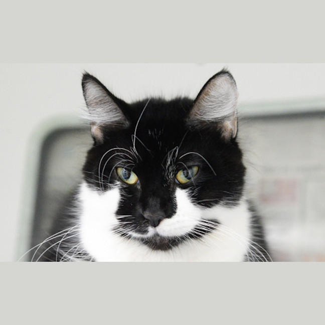 Photo of Dora