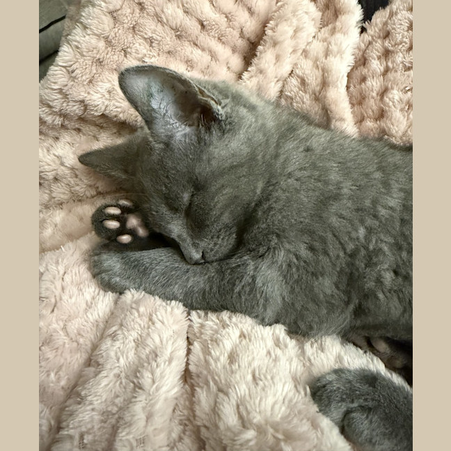 Photo of Yoshi
