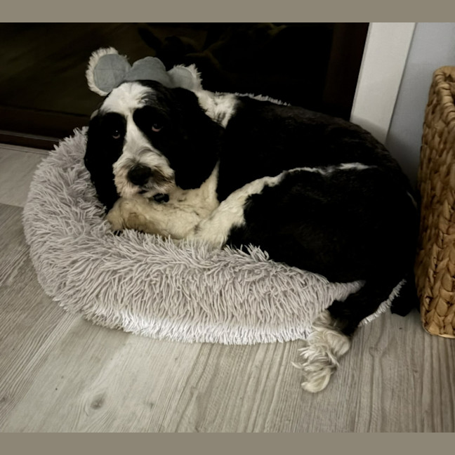 Photo of Pippa
