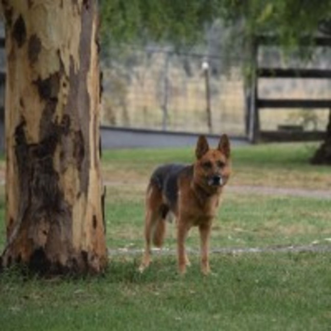 Photo of Scotty