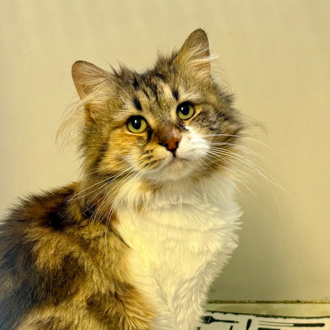 Photo of Freya