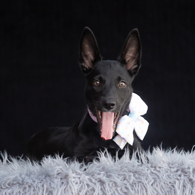 Photo of Nyx