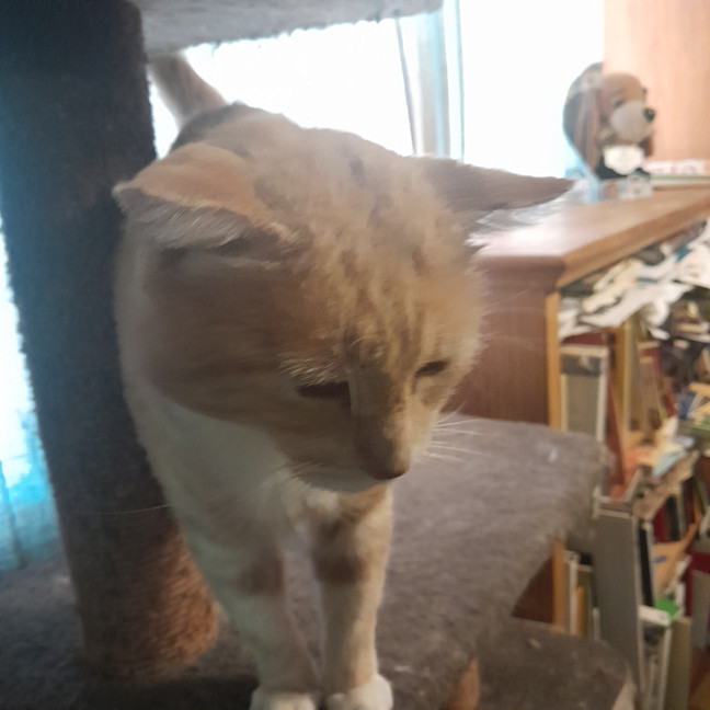 Photo of Lord Ludwig Smoochybutt