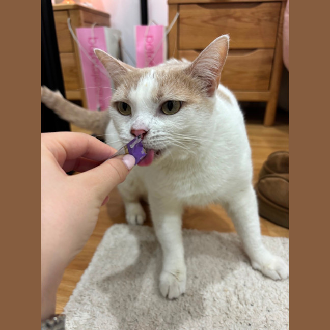 Photo of Latte