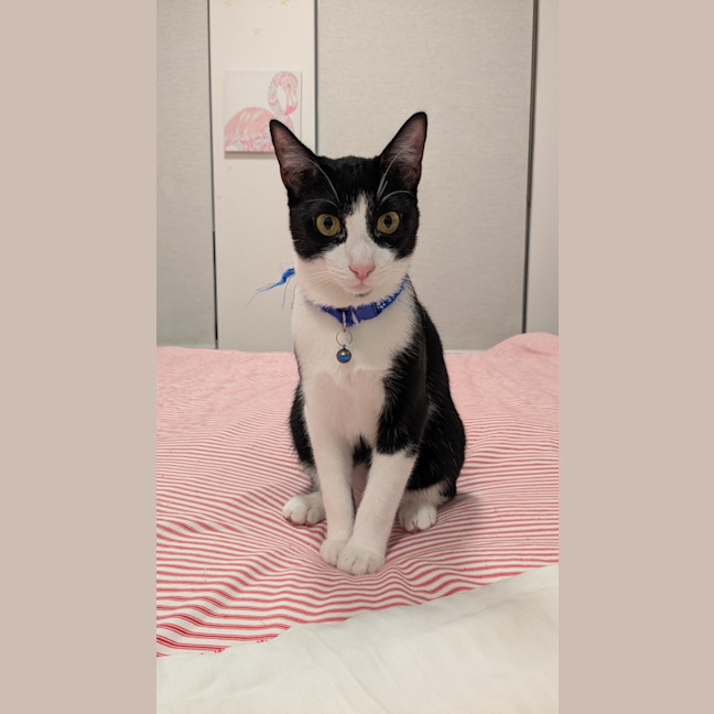 Photo of Rascal