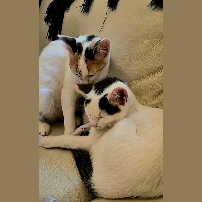 Photo of Nala And Zazu