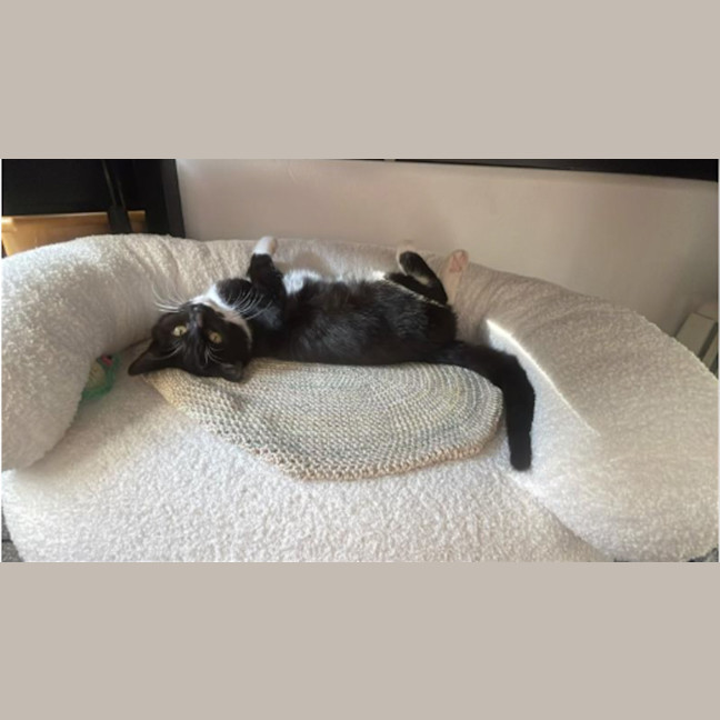 Photo of Nori