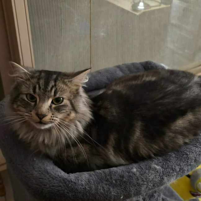 Photo of Teddy