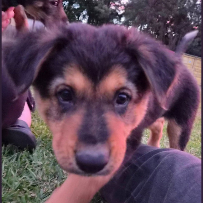Photo of Baloo 