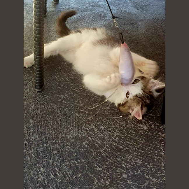 Photo of Biscuit