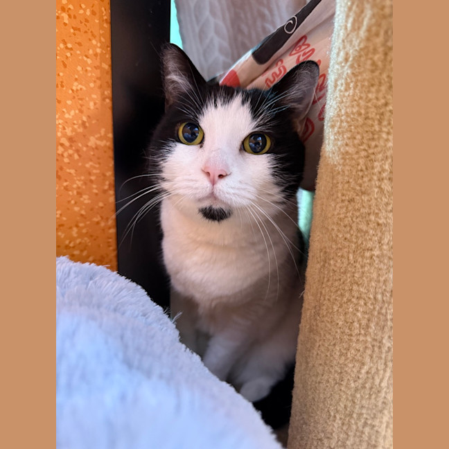 Photo of Pancake