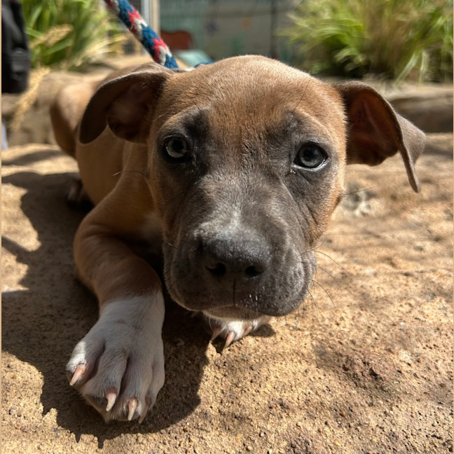 Photo of Aggie
