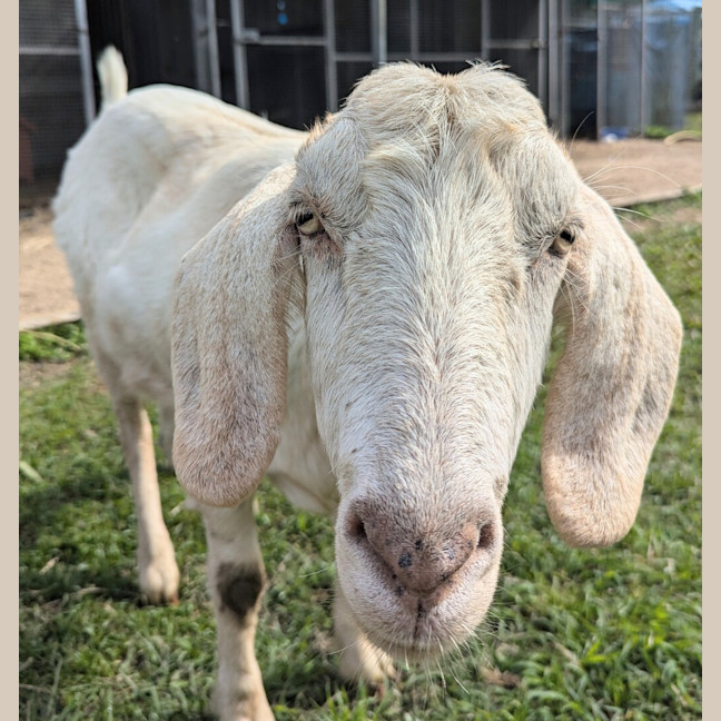 Photo of Oats