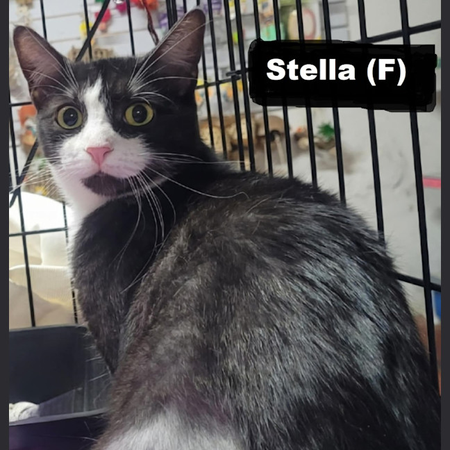 Photo of Stella