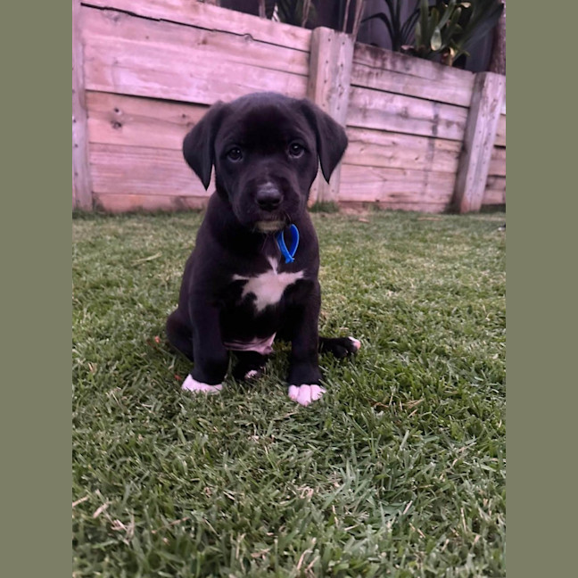 Photo of Cosmo