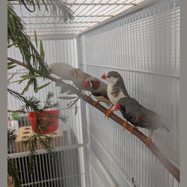 Photo of The Feathered Lucky Charms