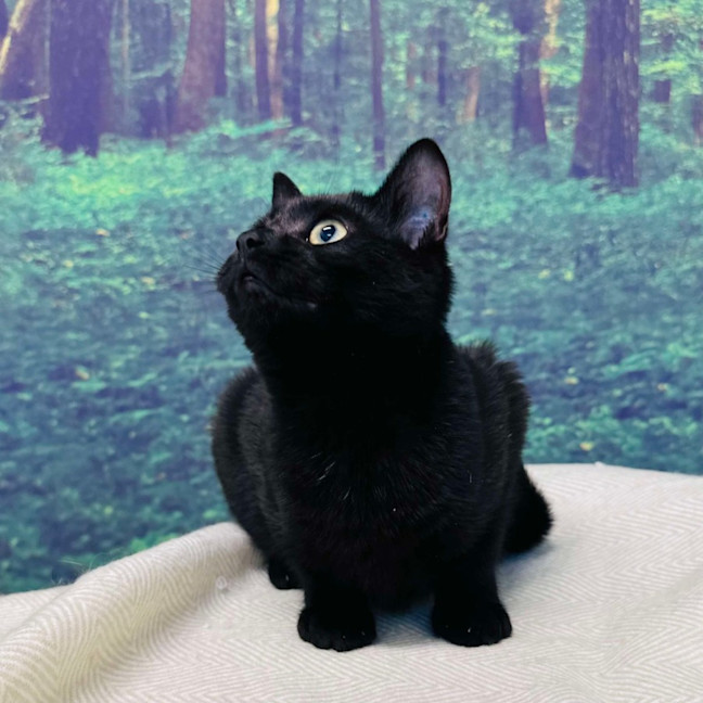 Photo of Rocky   Located In Preston