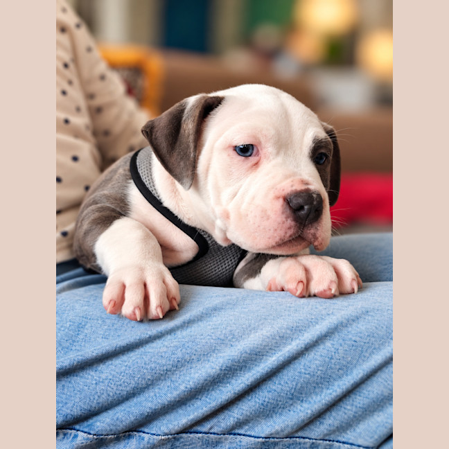 Photo of Dozer