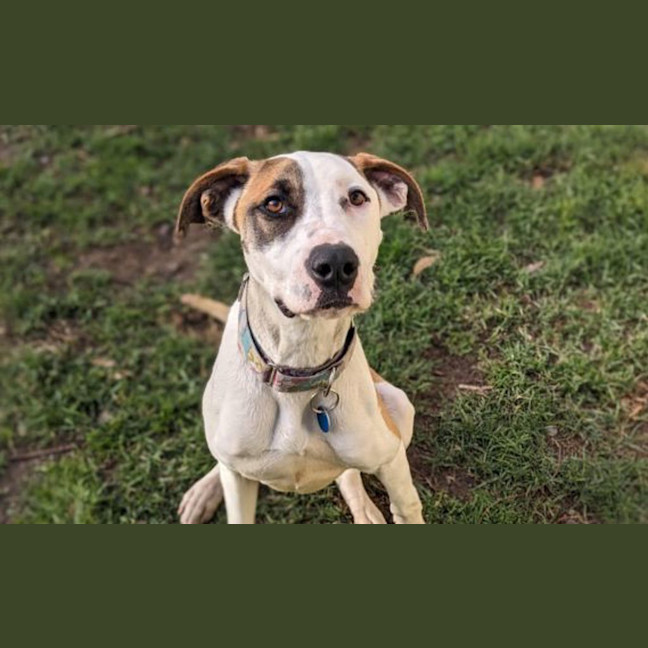 Photo of Bumble