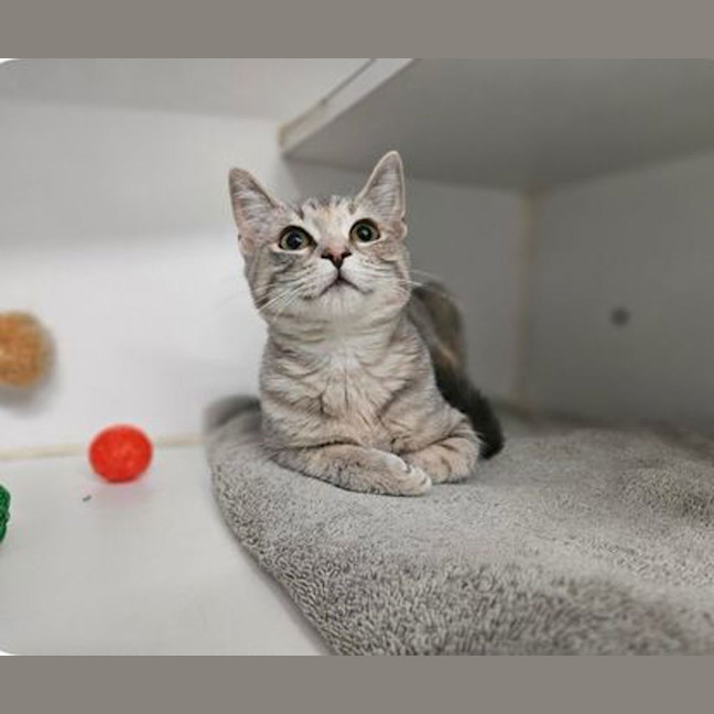 Photo of Misty