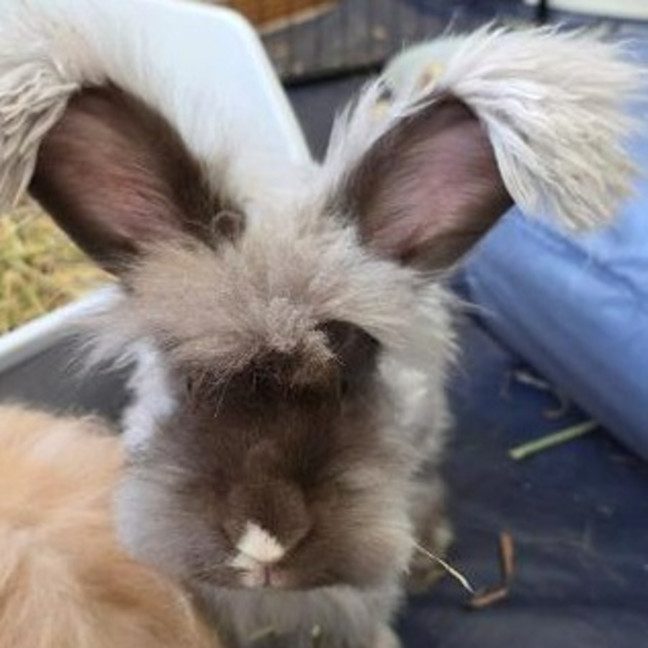Photo of Coco (W Distinguished Ginger And Bella)