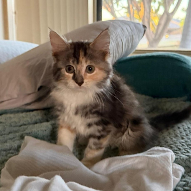 Photo of Ember