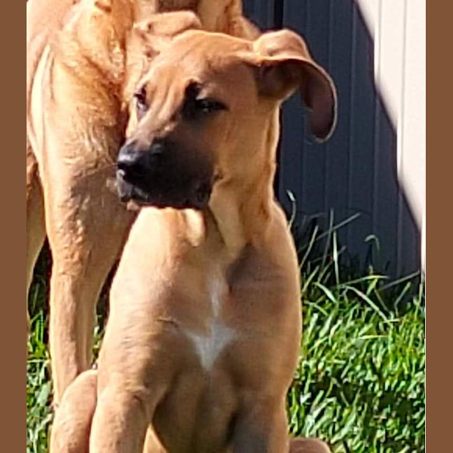 Photo of Pumpkin