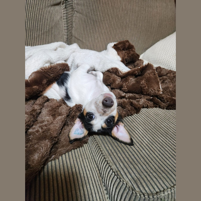 Photo of Speck